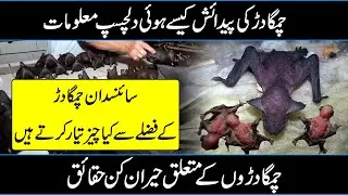 Hidden And Amazing Facts About Bats in Urdu/Hindi