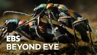 [MacroFilming] Mating of 2 Tiger Beetles