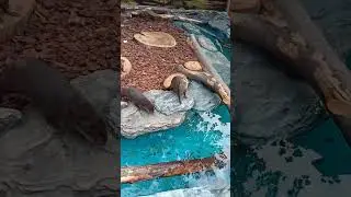 Выдры переехали в новый вольер на Китай 💦🐾🤗 #выдры #binturong #bearcat #zoo  #сафарипарккраснодар