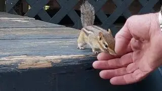 다친 다람쥐 쳐키에게 큰 관심을 가지게 된 남편 My husband becomes attached with injured Chipmunk Chucky
