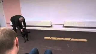 Forensic Marker Dog