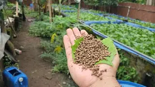 Viral Mesin Cetak Pelet Pakan Ikan Apung Produk Lokal Mesin Extruder 1 Penggerak Disel Tanpa Listrik