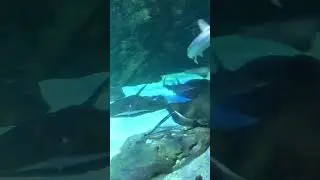 Sharks and Stingrays | Ripley&rsquo;s Aquarium of Canada 🍁 #Shark #Stingray