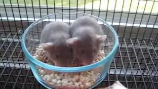 two baby rats eating in a bowl