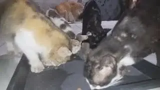 Calico cat, tom cat and other cats eat