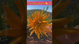 3 unique chinese fruits