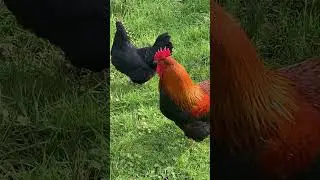 colorful #rooster struts by