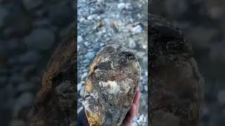 Happy birthday rock hunting one of the last nice September days fall 2023 the ￼great Bear rainforest