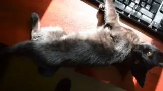 Cat on a hot tin desk.