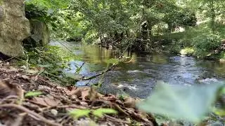 Голын урсгал