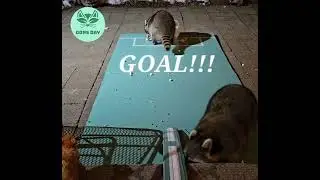 Raccoon cookie Soccer @oonsday
