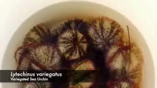 How to Spawn a Sea Urchin