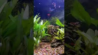 Relax with Fish in 29 Seconds | Relaxing Aquarium Sounds #shorts #meditation #aquarium #fish