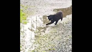 Rainy Day Fun! Tuxedo Cat Leaps Over Puddles Like a Pro 😻🌧