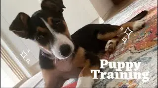 Smooth coat (short haired) Tri colour Border Collie puppy- 4 months- starts home puppy dog training