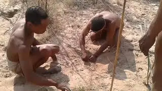 San bushman setting trap and acting the hunt at Grassland Safari Lodge,  Botswana.