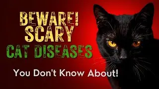 BEWARE! SCARY Cat Diseases You Don&rsquo;t Know About! #CatKudos #CatHealth #CatCare