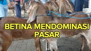 UPDATE HARGA KAMBING TERKINI‼️DI PASAR KAMBING WLINGI BLITAR JATIM.SELASA 21 OKT 2025
