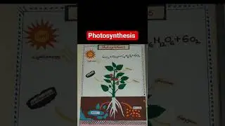 Photosynthesis#biology #biologyoneshot#learn with Kusum Badam ll