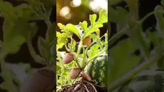 Timelapse of watermelon seeds growing satisfying #satisfying #asmr