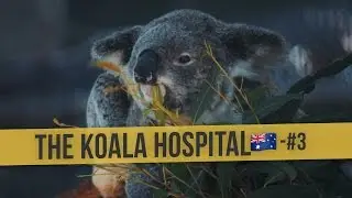 THE KOALA HOSPITAL | 🇦🇺 Australia Daily Vlog #3