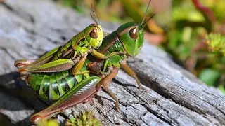 One Billion Animals, Insects Impacted By Australia's Wildfires