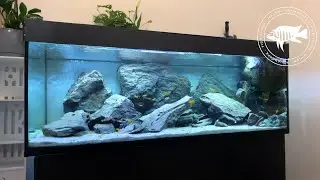 Mbuna Aquarium Setup | Inspired by diving in the Nkhata Bay