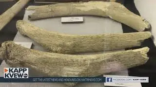 Coyote Canyon Mammoth Dig Site reopens in Kennewick for the first time since the pandemic