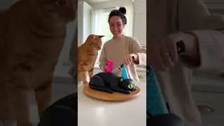 🤣She Cuts a Cat Cake 🍰🤣&mdash; and the Real Cat Goes Wild #catlover #funnycats #cake