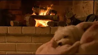 Sleeping Dog by the Fireplace 💤 | Calm Ambient Piano & Warm Night Vibes