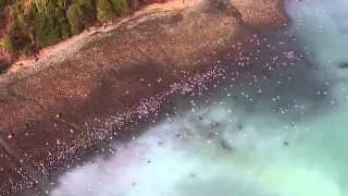 Salish Sea Herring Spawn