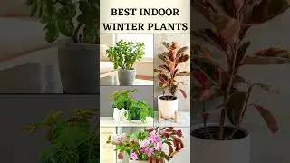 Best indoor winter plants. || WATCH FULL VIDEO ||