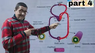Functioning heart ❤️ pranays biology short classes purnea Bihar #functioning #youtube #shortvideo 