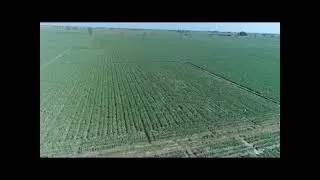 Embark on a Journey: Aerial Views of Bhatti Model Farm & G1Garlic Cultivation with AgroBridge!