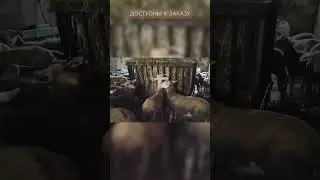 Молочные овцы Лакон высочайшего качества!