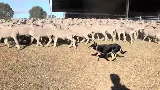 Kelpie working mob of sheep in yards