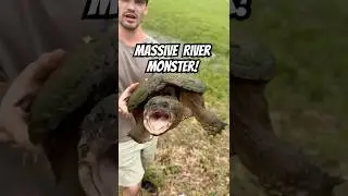 Saving Giant Snapping Turtle From Cars: How to Pick Them Up! #nature #wildlife #animals #turtle