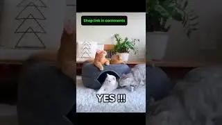 Rest & Play: All-in-One Cat Bed & Play Pen