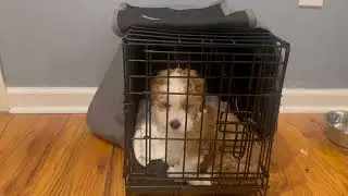 Night Time Crate Training | Working through the Whining