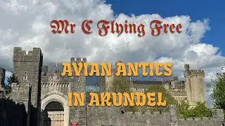 Avian Antics in Arundel