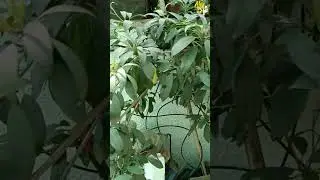 Budding on the Sapodilla plant - gives hope