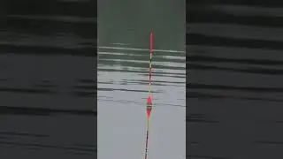 11.01 #fishing #birdfish #carp #carpfishing #bassfishing #fish