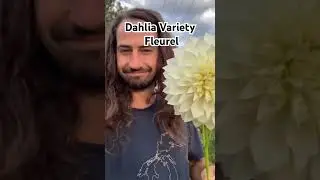 Dahlia Fleurel #dahlias #garden #gardening