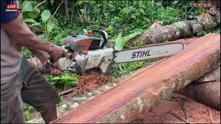 HARD AS IRON & STEEL! OLD COCONUT TREE SPLITTING CHALLENGE