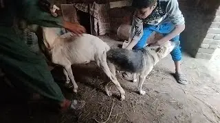 White Goat and Dog Fighting? Boy Brings Them Together in Friendship!