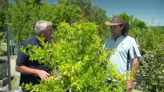 The Garden Gurus - Waterwise Edible Gardens