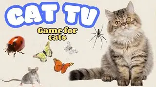 Cat TV for Cats to Watch |  Bug, Birds, Squirrels, Endless Chipmunks compilation