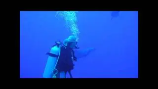 Diving with dolphins (and sharks) @French-Polynesia Rangiro