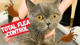 Блохи у кошек! Как избавиться от них: домашние и ветеринарные средства