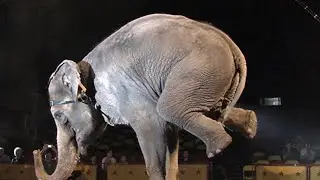 Circus World Park   Elephants Show by Jean Schmitt  (Florida 1982)